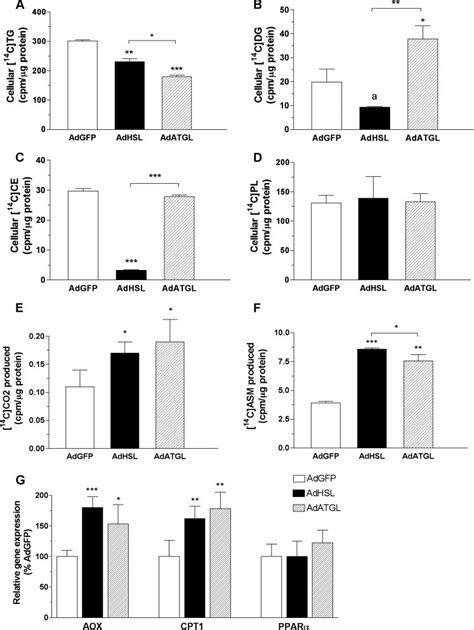 Effects Of Hsl And Atgl Overexpression On Net Tg Synthesis And Fa