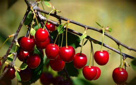 Cherries Sour Fruit Free Photo On Pixabay