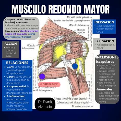 Musculo redondo mayor Moisés Francisco Alvarado García uDocz