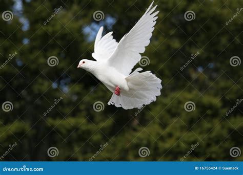 White Dove In Flight Stock Photo Image Of Wings Beautiful 16756424