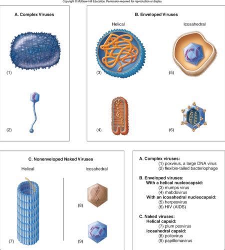 Chapter 6 Intro To Viruses Flashcards Quizlet