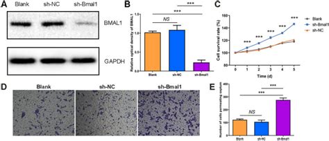 Mouse Glioma Cell Lines Gl261 Atcc Bioz