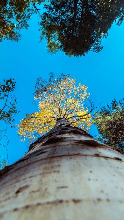 Kostenlose Hintergrundbilder Branch Blatt Baum Blau Woody Pflanze