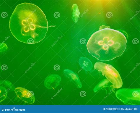 Exotic Saltwater Jellyfish Swimming in Aquarium Stock Image - Image of ...