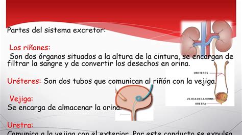 5to De Prim Sistema Excretor Youtube