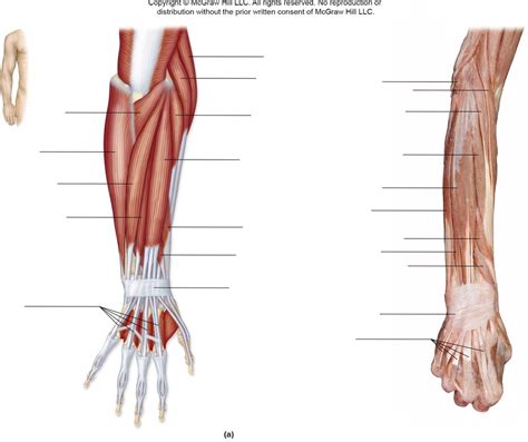 Visuals Right Posterior Forearm Muscle Tissues Diagram Quizlet