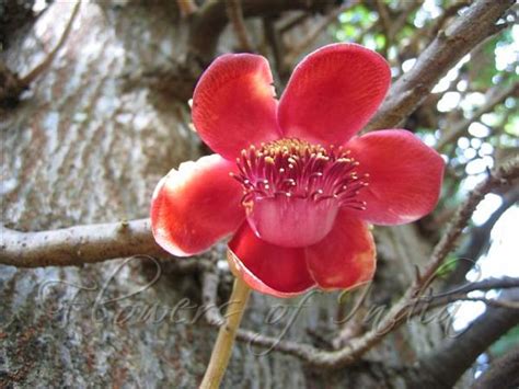 Couroupita guianensis - Cannon Ball Tree