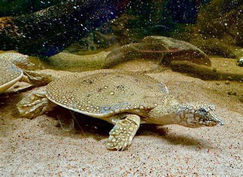 Nile River Turtles Nile Soft Shelled Turtle Stock Photos Free