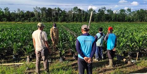 Peremajaan Sawit Rakyat Di Kalbar Hingga 2023 Sebesar 18 573 Hektare