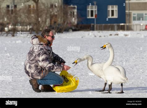 Man Feeding Whooper Swans Cygnus Cygnus By Hand On Frozen Lake In