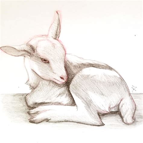 Baby Goat Study Drawing By Jenn Adkins Doodle Addicts