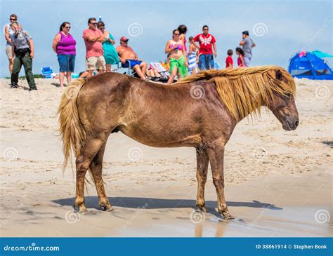 Assateague Wild Pony editorial stock image. Image of person - 38861914