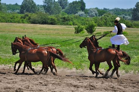 Magyar Hungarians Were Created By God To Sit On Horseback Horse