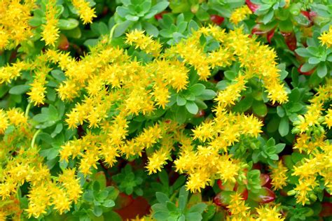 28 Of The Best Spiller Plants For Container Gardens