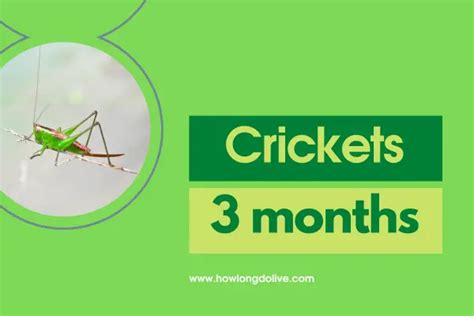 How Long Is A Crickets Life Span