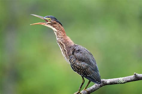 One Green Heron Calling Its Mate Photograph By Jo Ann Matthews Fine