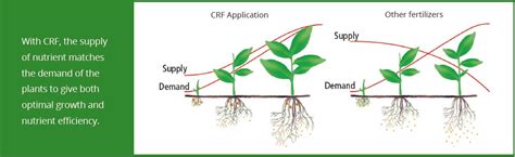 Application Guidelines For Controlled Release Fertilizers Icl