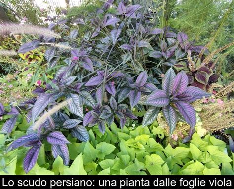 Lo Scudo Persiano Una Pianta Dalle Foglie Viola