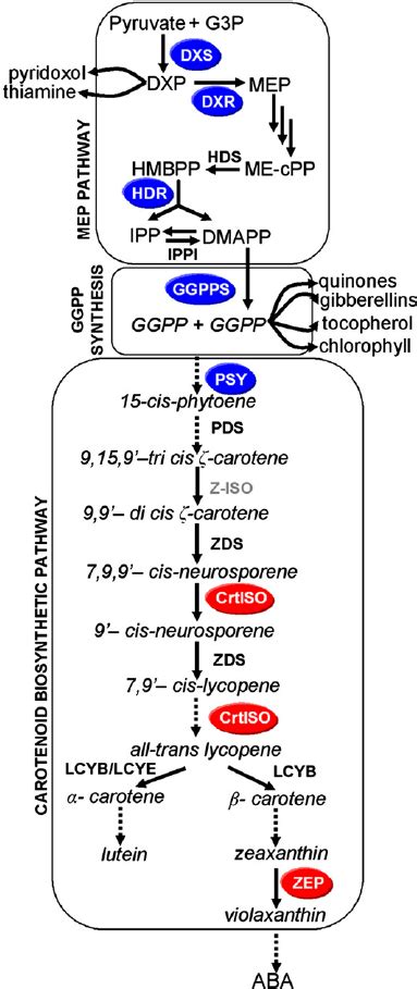 Simplified Carotenoid Biosynthetic Pathway Derived From Isoprenoid