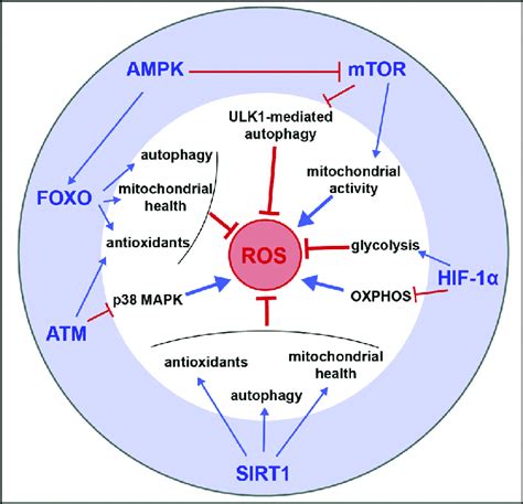 Ros Signaling Pathway