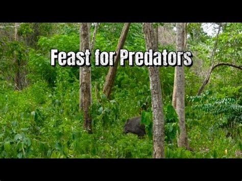 CamojojoFeast For Predators The Crucial Role Of Wild Boars In The