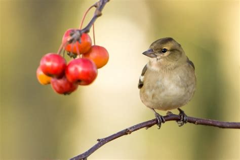 Comment Emp Cher Les Oiseaux De Manger Les Cerises