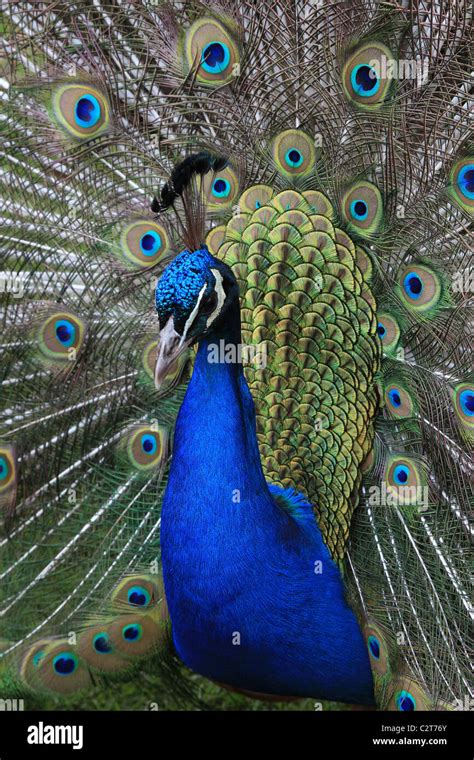 Close Up Portrait Of Male Peacock Indian Peafowl Pavo Cristatus