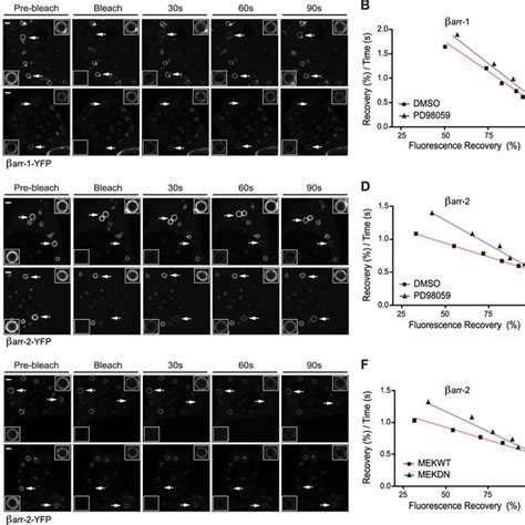 Inhibition Of Mapk Reduces The Lifetime Of B R Arrestin Complexes In