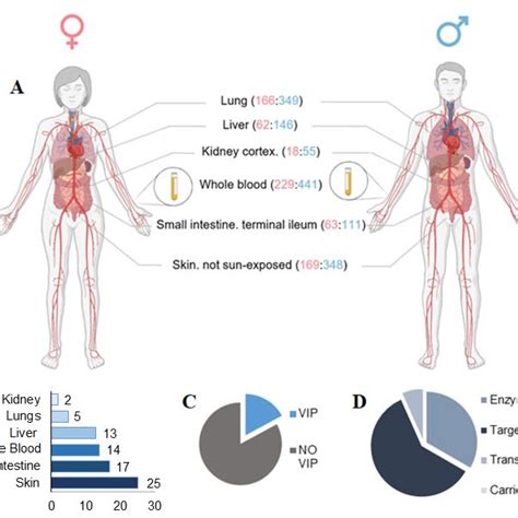 Sex Biases Pharmacogenes Identified In Key Tissue Implicate In Drug