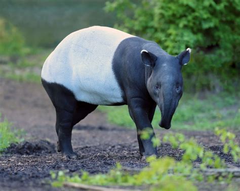 Malayan Tapir - Facts, Diet, Habitat & Pictures on Animalia.bio in 2022 ...