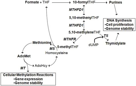 Purine Synthesis Folate