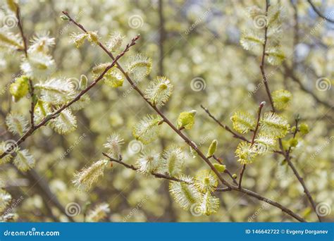 Buds Flowering Pussy Willow Stock Photo Image Of Garden Background