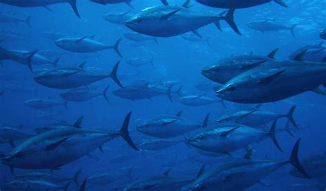 Los Peces Migratorios Contra Las Cuerdas