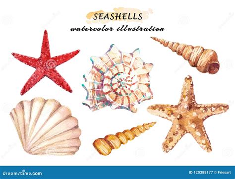 Watercolor Set Of Underwater Life Objects Various Tropical Seashells