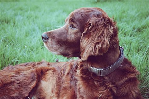 Perro Tendido En La Hierba Foto Premium