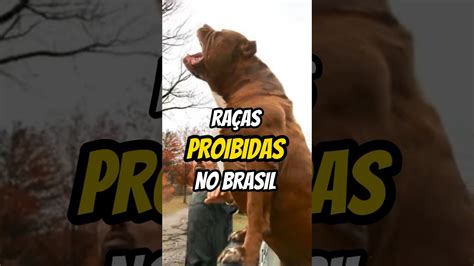 Raças AGRESSIVAS PROIBIDAS no BRASIL curiosidades YouTube