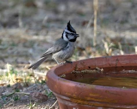 Bridled Titmouse Birdspix