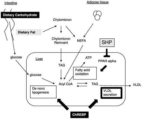 Chrebp And Shp Independently Regulate Hepatic Lipid Metabolism High Download Scientific