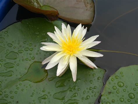 Nymphaea Klong15 M4 HxT ISG Water Lily Thailand Flickr