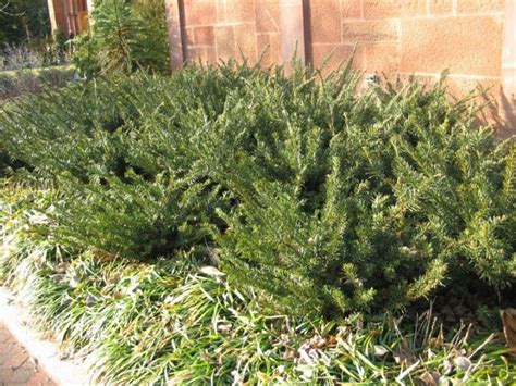 Japanese Plum Yew Unique Evergreen With Medicinal Properties