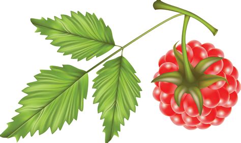 Rraspberry Png Image