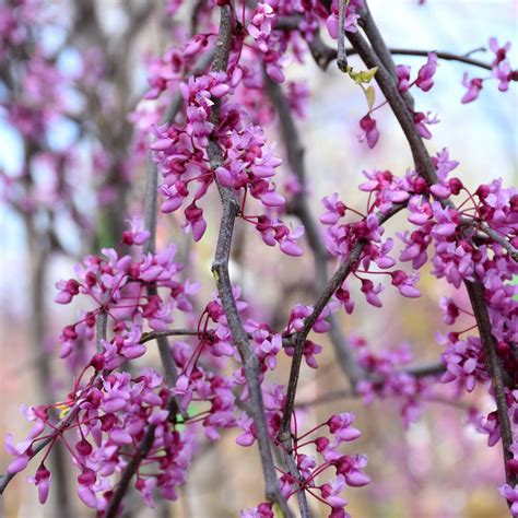 Flowering Trees Ray Wiegands Nursery And Garden Center