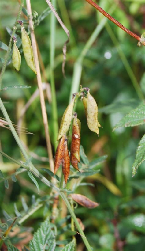 Vetch Seed Pods At The Edge Of The Road Alongside The Stat By