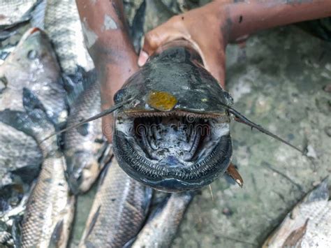 Wallago Attu Tubarão da água Doce Peixe gato do mato pequeno Dentes