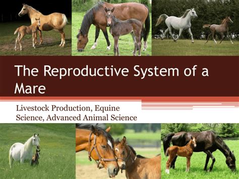 The Reproductive System Of A Mare