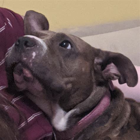 Pitbull shar pei mix pets are the latest viral sensation online 13