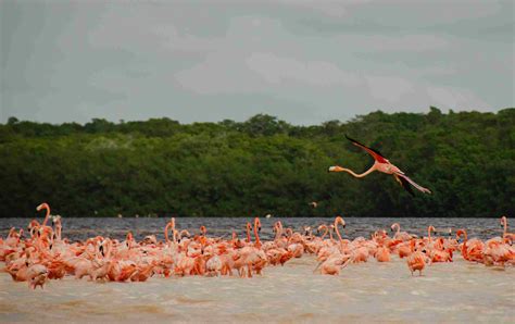 Tourist Guide to Merida, Yucatan, Mexico