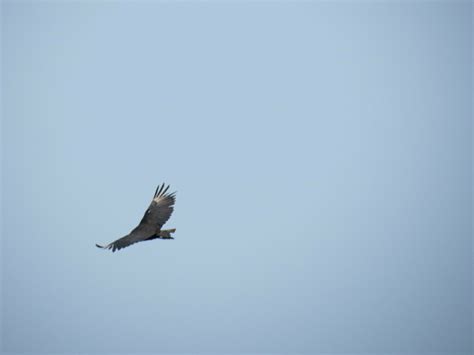 Black Vulture From Cartagena Das Ndias Cartagena Province Bol Var