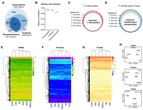 Benchmarking The Proteomic And Phosphoproteomic Results With The