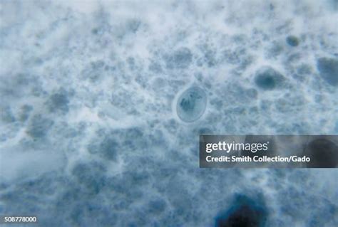 Giardia Lamblia Stock Fotos Und Bilder Getty Images